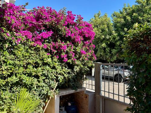 Alguer Bloom