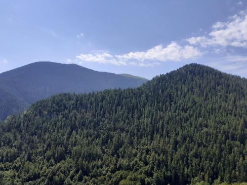 Le génépi (Le genepi) in Roubion