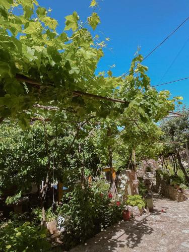 tuin, VEIS Country House in Dardhe