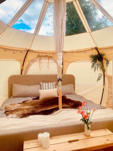 Moss | Stargazer Resort bland skog och djur in Åmotsbruk