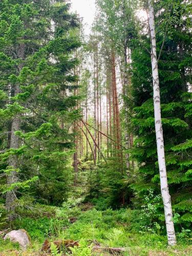 Moss | Stargazer Resort bland skog och djur in Åmotsbruk