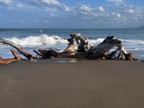 Coast Rd Rural Stay in Whakataki