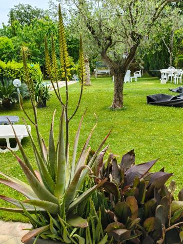 B&B Il Giardino Mediterraneo - Acquaviva Picena