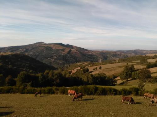 Linar Do Rei in Pedrafita do Cebreiro