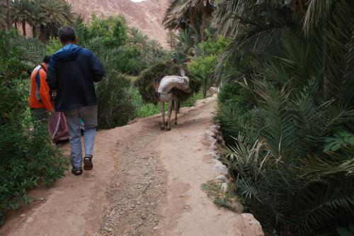 棕榈树宾馆 棕榈树宾馆