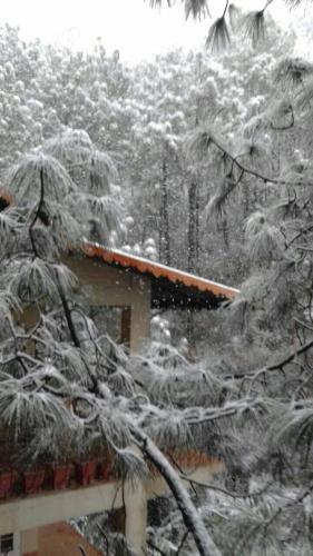 Cloudview Pines Cabin Resort Style Pvt Stay in Dagshai