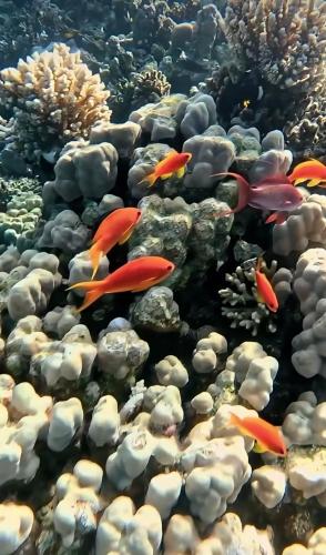Coral Harem uno — other in Domina Resort Entrance, Sharm El Sheikh Egypt, 8763603
