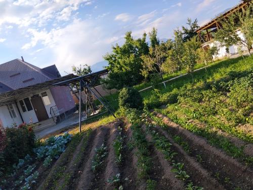 OMKA Guest House in Toktogul