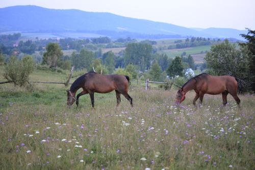 Domki w Zaciszu