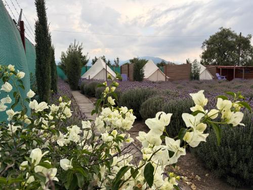 Glamping Rincón de Lavanda