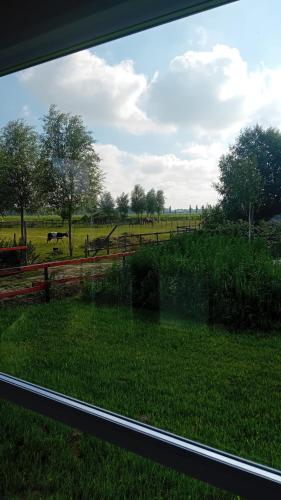 Alloro-dog in Hem