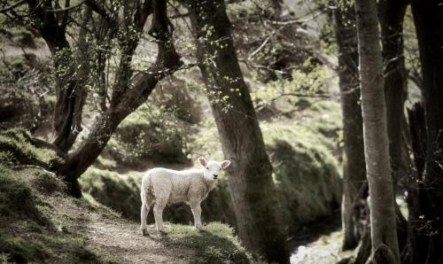 Penrhosmawr in Machynlleth