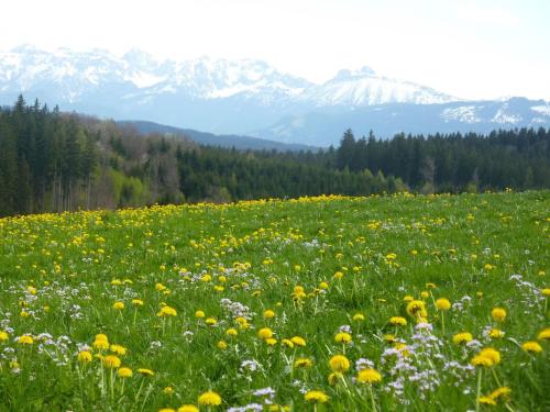 Landgasthaus Mittelallgäu