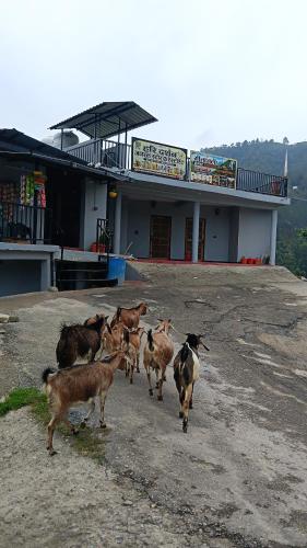 Geetanjali homestay in Boranshi