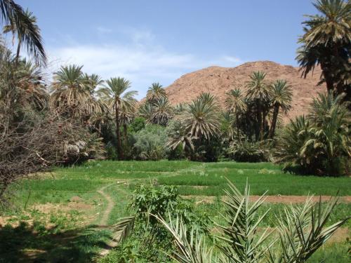 棕榈树宾馆 棕榈树宾馆