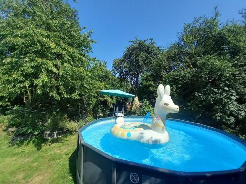 Peldbaseins, Tiny house with big pool! in Rossum (Gelderland)
