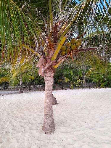 Studio confortable a Capesterre-de-Marie-Galante - 20 m² in Capesterre-de-Marie-Galante