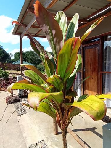 2 twin beds