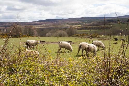 Leanach Farm - image 6