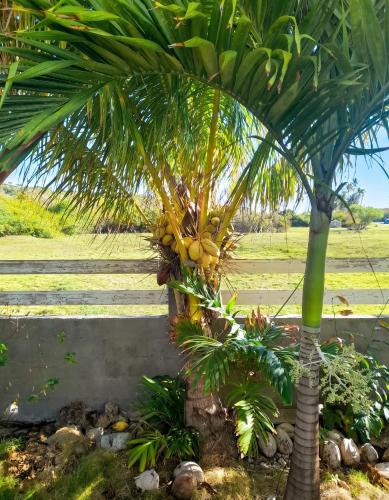 Aed, Appartement au bord de mer à Capesterre-de-Marie-Galante, 60 m² (Appartement au bord de mer a Capesterre-de-Marie-Galante, 60 m²) in Capesterre-de-Marie-Galante