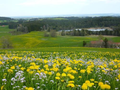 Apkārtne, Pension Mittelallgau in Betzigau