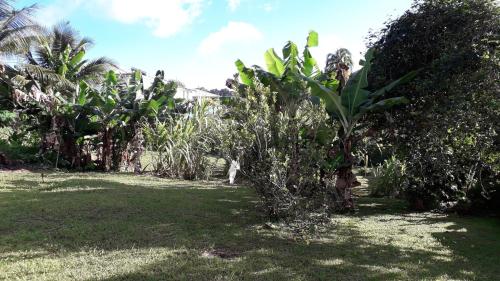 Dārzs, Appartement charmant à Saint-Joseph avec jardin et terrasse, 60 m² (Appartement charmant a Saint-Joseph avec jardin et terrasse, 60 m²) in Saint-Joseph