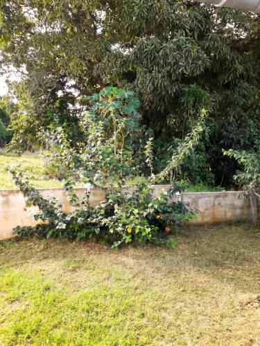 สวน, Studio tout confort à Sainte-Anne - 39 m² - Vue sur jardin (Studio tout confort a Sainte-Anne - 39 m² - Vue sur jardin) in เบราร์ด