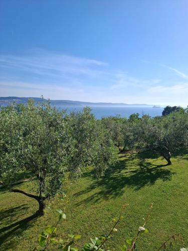 Dārzs, Robinia App Ankaran Relax by the Sea and Nature in Debeli Rtic