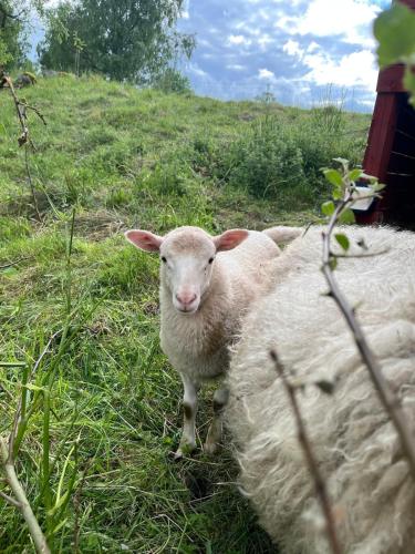 Småland Farm Stay (Smaland Farm Stay) in Bondstorp