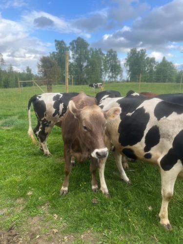 Småland Farm Stay (Smaland Farm Stay) in Bondstorp
