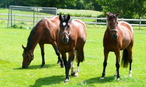 騎馬, 波尼豪夫納夫埃姆維滕塞酒店 (Ponyhof Naeve am Wittensee) in 格羅斯維滕塞