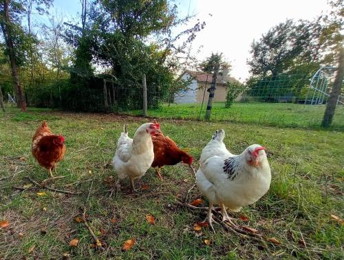 Gîte - Maison de vacances jusqu'à 6 personnes (Gite - Maison de vacances jusqu'a 6 personnes) in Chauvigny (Poitou-Charentes)
