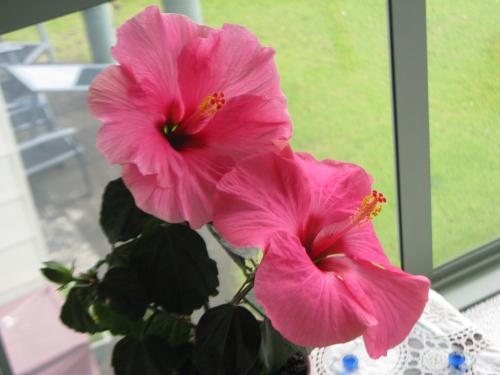 Hibiscus Bed & Breakfast - Accommodation - Waihi Beach