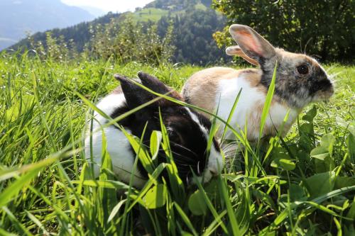 马尔塞特霍夫农家乐