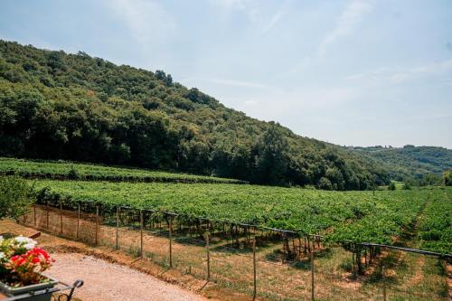 VAIO NEST Elegante rifugio tra i vigneti in Mezzane Di Sotto