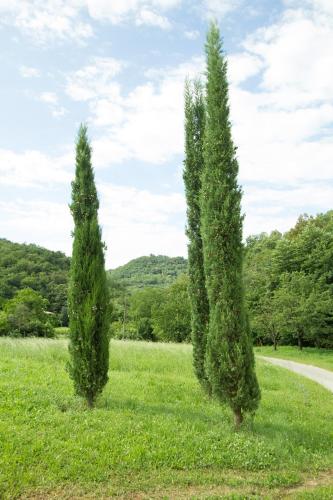 Turistična kmetija Štanfel - image 11