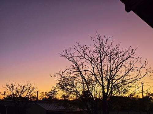 The Jacaranda in Merredin