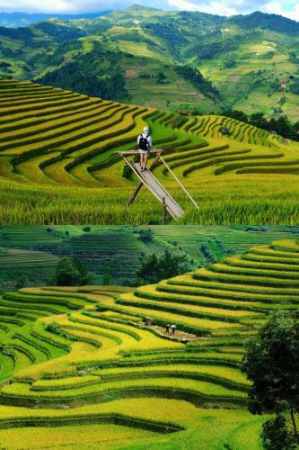 Mùa Vàng Homestay Mù Cang Chải