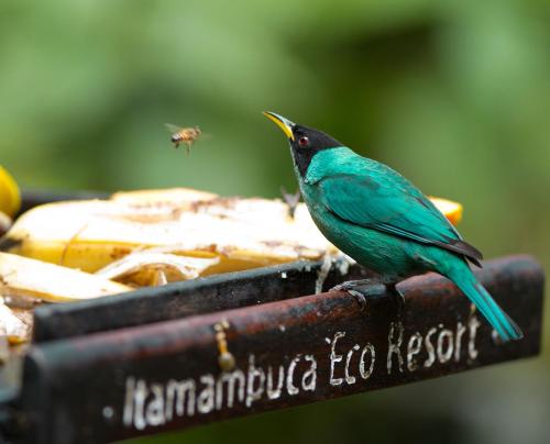 Itamambuca Eco Resort - image 2