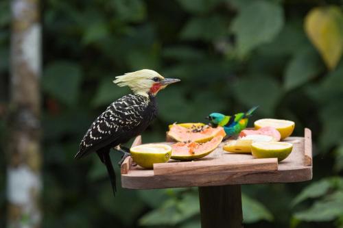 Itamambuca Eco Resort - image 5