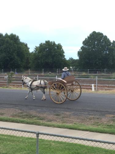 Junee Tourist Park