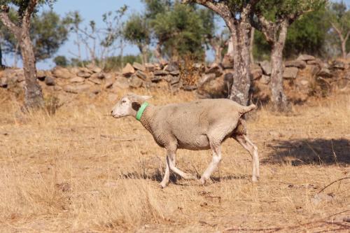 Kochab Alentejo in Alpalhao