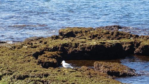 Brisamar Canteras - image 12