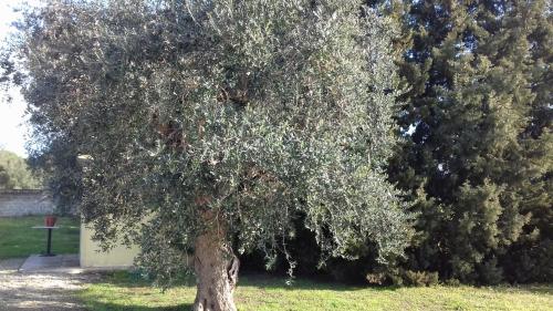 B&B Lu Casale - image 3