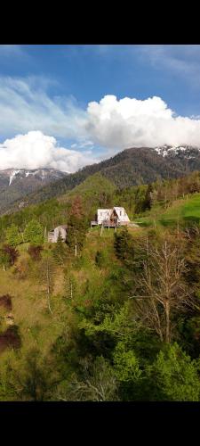 GREEN GUNDAURI in Zeda Makhuntseti