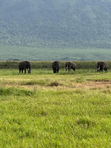 Patamu Restaurants Lodge & Safaris in Karatu