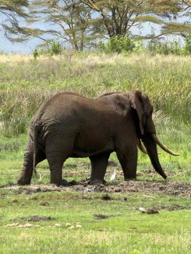 Patamu Restaurants Lodge & Safaris in Karatu