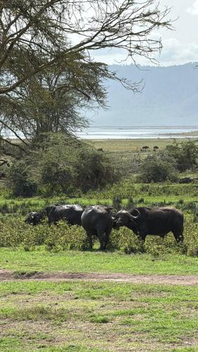 Apkārtne, Patamu Restaurants Lodge & Safaris in Karatu