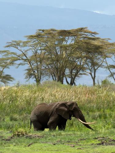 Amora Homestay and Safaris in Karatu