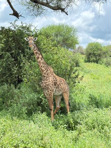 Amora Homestay and Safaris in Karatu